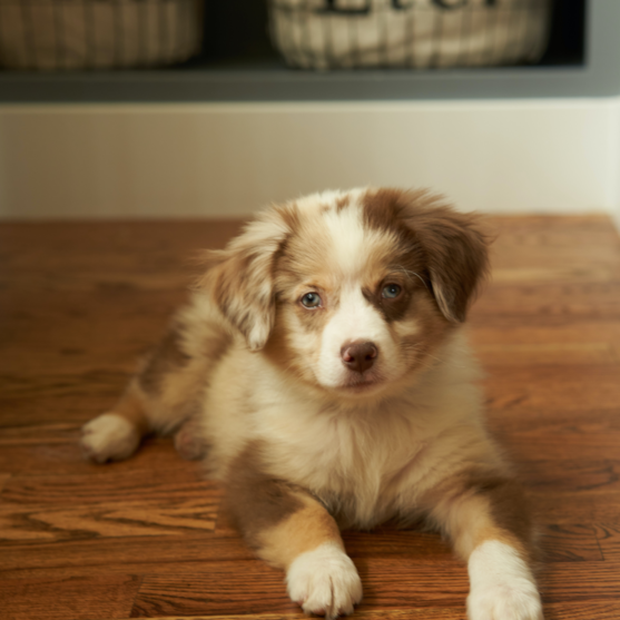 Mini Aussiedoodle Puppy For Sale - Seaside Pups